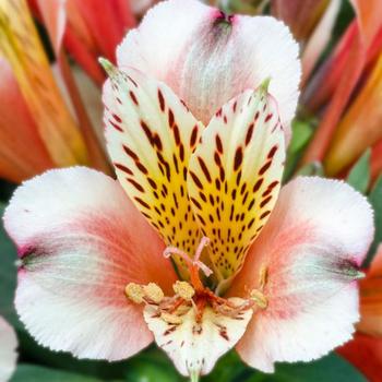 Alstroemeria - 'Inca Husky&trade;' Peruvian Lily