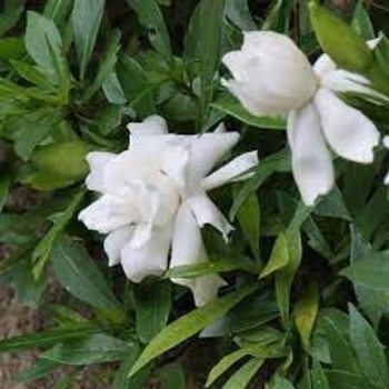 'Radicans' - Gardenia 'Radicans' - Gardenia