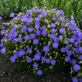 Campanula carpatica - 'Rapido Blue' Bellflower Campanula carpatica - 'Rapido Blue' Bellflower