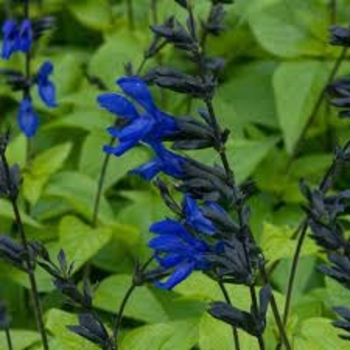 'Black and Blue' - Salvia 'Black and Blue' - Salvia