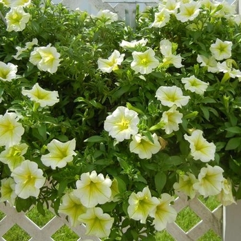 Petunia multiple varieties - Trailing spreading Petunia Petunia multiple varieties - Trailing spreading Petunia