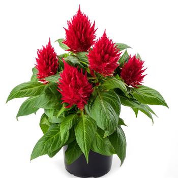 assorted colors - Celosia Kelos&reg;