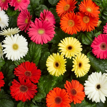 Multiple Colors - Gerbera Daisy Multiple Colors - Gerbera Daisy