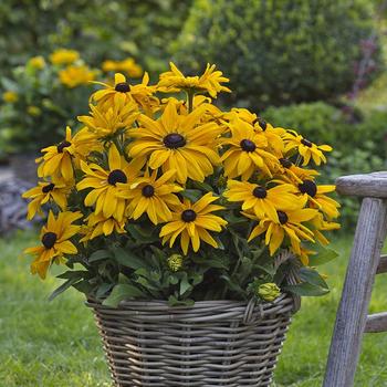 Sunbeckia® 'Paulina' - Rudbeckia hirta Sunbeckia® 'Paulina' - Rudbeckia hirta