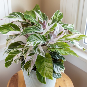 'White Fusion' - Calathea 'White Fusion' - Calathea
