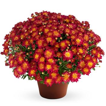 Summer Sunset - Garden Mum Summer Sunset - Garden Mum