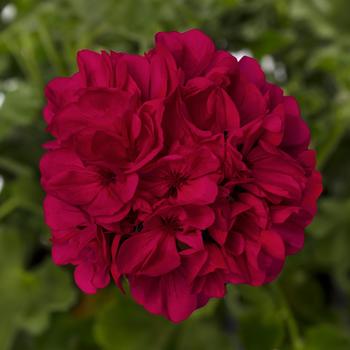 Multiple Colors - Geranium Mantra™ Variety Multiple Colors - Geranium Mantra™ Variety