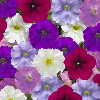 Petunia pendula milliflora - FlashForward&trade; 'Cool Waters Mix'