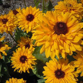 'Maya' - Black-eyed Susan 'Maya' - Black-eyed Susan