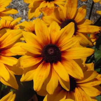 Sunbeckia® 'Carla' - Rudbeckia hirta Sunbeckia® 'Carla' - Rudbeckia hirta