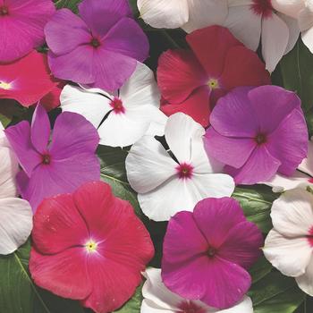 Asst. Colors Hanging Basket - Trailing Vinca Asst. Colors Hanging Basket - Trailing Vinca