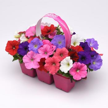 Petunia - E3 Easy Wave&reg; 'Formula Mix Improved'