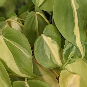 'Brasil' - Philodendron 'Brasil' - Philodendron
