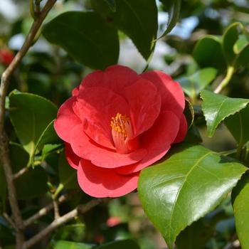 'Greensboro Red' - Camellia japonica 'Greensboro Red' - Camellia japonica