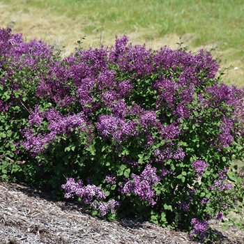 Syringa (Reblooming Lilac) - Bloomerang® 'Dark Purple' Syringa (Reblooming Lilac) - Bloomerang® 'Dark Purple'