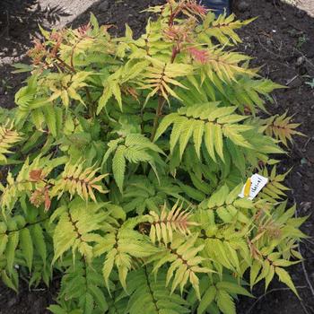 'Cherry On Top' - Sorbaria 'Cherry On Top' - Sorbaria