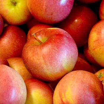 Malus domestica - 'Stayman Winesap' Apple Malus domestica - 'Stayman Winesap' Apple