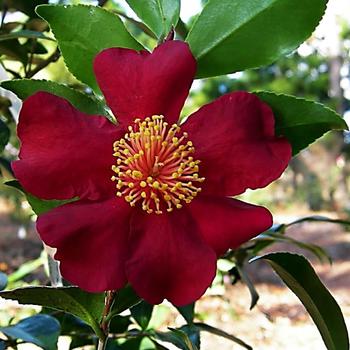 'Crimson N' Clover' - Camellia 'Crimson N' Clover' - Camellia