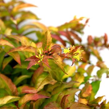 'Firefly' - Bush-Honeysuckle 'Firefly' - Bush-Honeysuckle