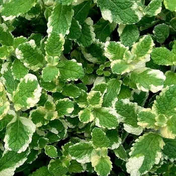 Mentha suaveolens 'Variegata' (Pineapple Mint) - Variegata Pineapple Mint Mentha suaveolens 'Variegata' (Pineapple Mint) - Variegata Pineapple Mint