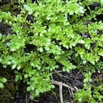 Pilea microphylla (Artillery Fern) - Artillery Fern Pilea microphylla (Artillery Fern) - Artillery Fern