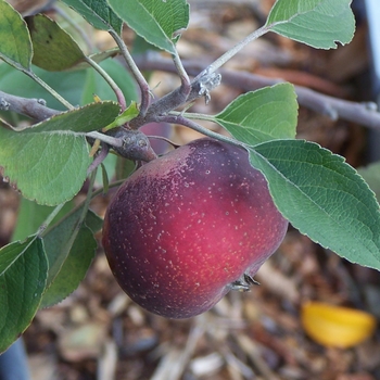 Malus pumila - 'Arkansas Black' Apple Malus pumila - 'Arkansas Black' Apple