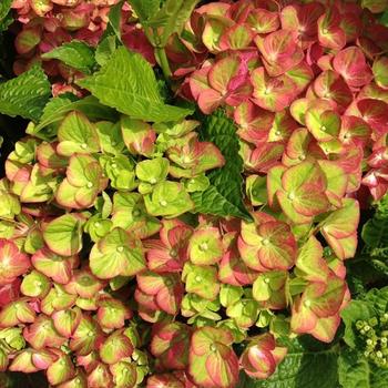 'Tilt-A-Swirl' - Hydrangea Blooming Easy Series 'Tilt-A-Swirl' - Hydrangea Blooming Easy Series