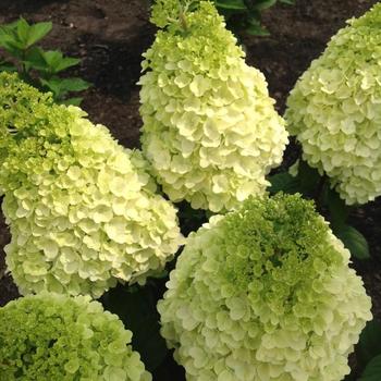Moonrock™ - Hydrangea Moonrock™ - Hydrangea