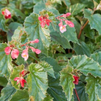 Assorted Colors - Begonia 'Angelwing' Assorted Colors - Begonia 'Angelwing'