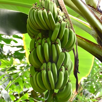 Musa - 'Dwarf Cavendish' Dwarf Banana Musa - 'Dwarf Cavendish' Dwarf Banana