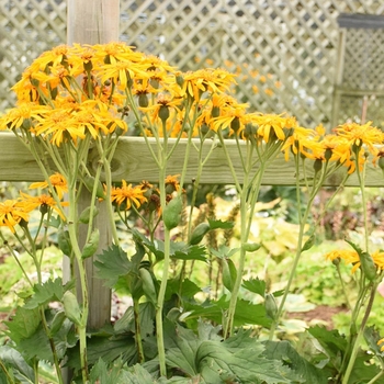 Ligularia reniformis - Tractor Seat Plant Ligularia reniformis - Tractor Seat Plant