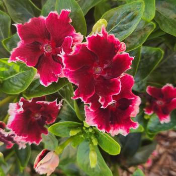 Catharanthus (Vinca) - Soiree&reg; Flamenco Salsa Red