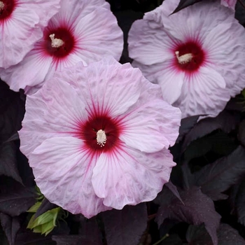 'Dark Mystery' - Hibiscus 'Dark Mystery' - Hibiscus