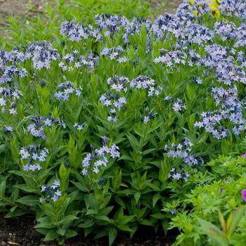 'Blue Ice' - Amsonia 'Blue Ice' - Amsonia
