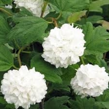 'Eastern Snowball' - Viburnum 'Eastern Snowball' - Viburnum