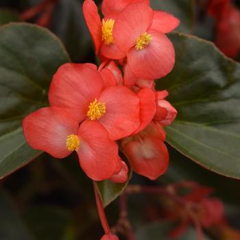 assorted colors - Begonia Dragon Wing® assorted colors - Begonia Dragon Wing®