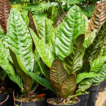 'Superbum' - Anthurium 'Superbum' - Anthurium
