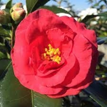 'Hot Flash' - Camellia 'Hot Flash' - Camellia