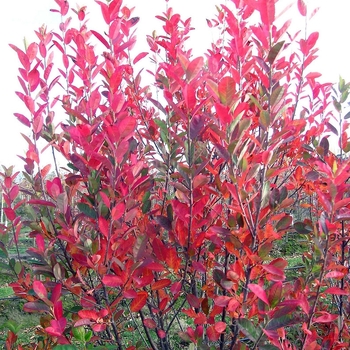 Amelanchier canadensis - 'Rainbow Pillar®' Serviceberry Amelanchier canadensis - 'Rainbow Pillar®' Serviceberry