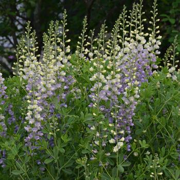 Lunar Eclipse - Baptisia (False Indigo)