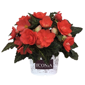 Assorted Colors - Begonia I'conia® Assorted Colors - Begonia I'conia®