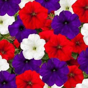Petunia - FotoFinish® Patriot Mix