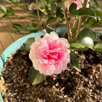 'Dream Weaver' - Camellia 'Dream Weaver' - Camellia