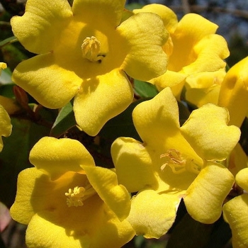 Gelsemium sempervirens - 'Margarita' Carolina Jessamine Gelsemium sempervirens - 'Margarita' Carolina Jessamine