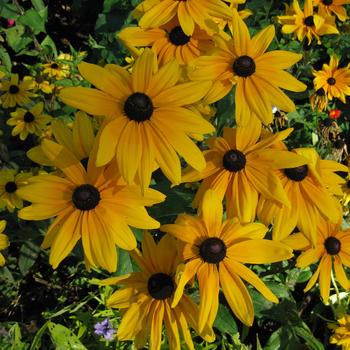 Rudbeckia hirta - 'Indian Summer' Black Eyed Susan Rudbeckia hirta - 'Indian Summer' Black Eyed Susan