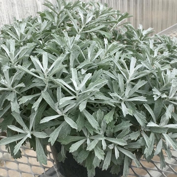 'Garden Ghost' - Artemisia 'Garden Ghost' - Artemisia