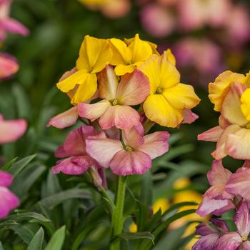 Erysistible series (check tag for color) - Erysimum linifolium