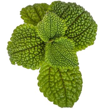 Pilea mollis - 'Moon Valley'