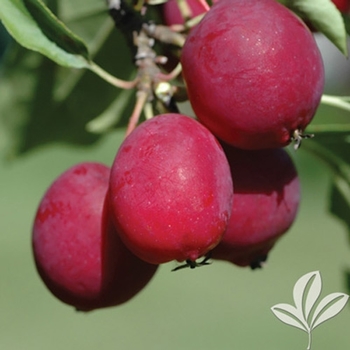 'Santa Rosa' - Plum 'Santa Rosa' - Plum