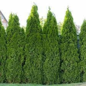 'American Pillar' - Arborvitae 'American Pillar' - Arborvitae